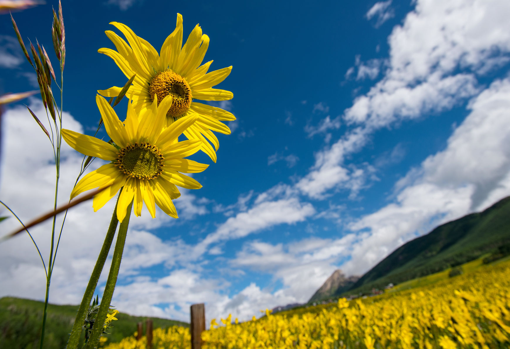 Sunflowers reach toward the sun Thursday, July 9, 2015 in Crested Butte. The 2015 Crested Butte Wildflower Festival begins Monday, July 13 and runs through July 19. Visit www.crestedbuttewildflowerfestival.com (The Gazette, Christian Murdock) (copy) (copy)